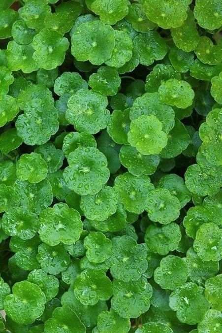 S Brahmi Leaves